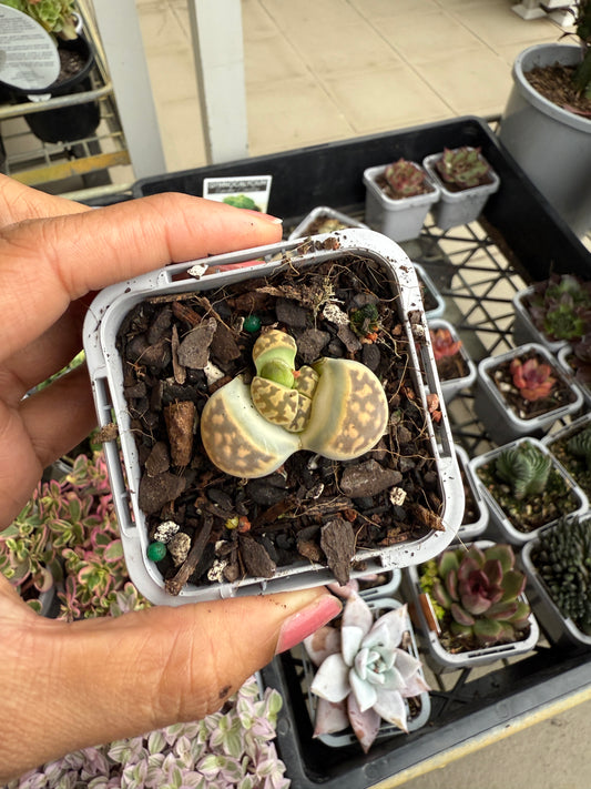 Lithops 'Living Stone'