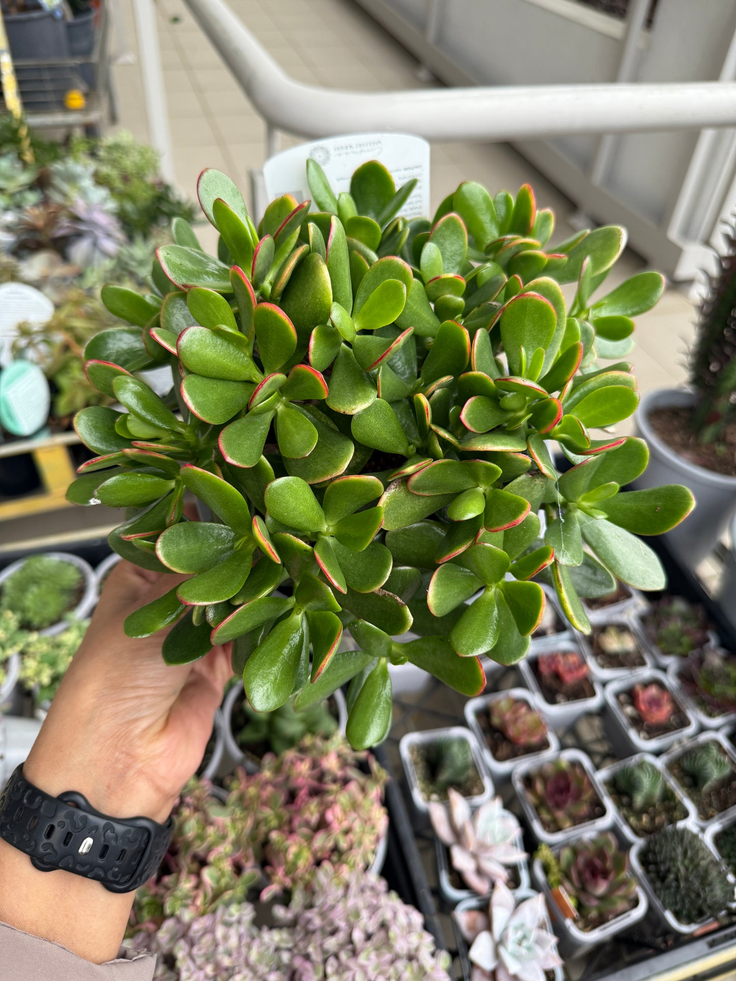 Crassula ovata 'Jade Plant' 🌿💚