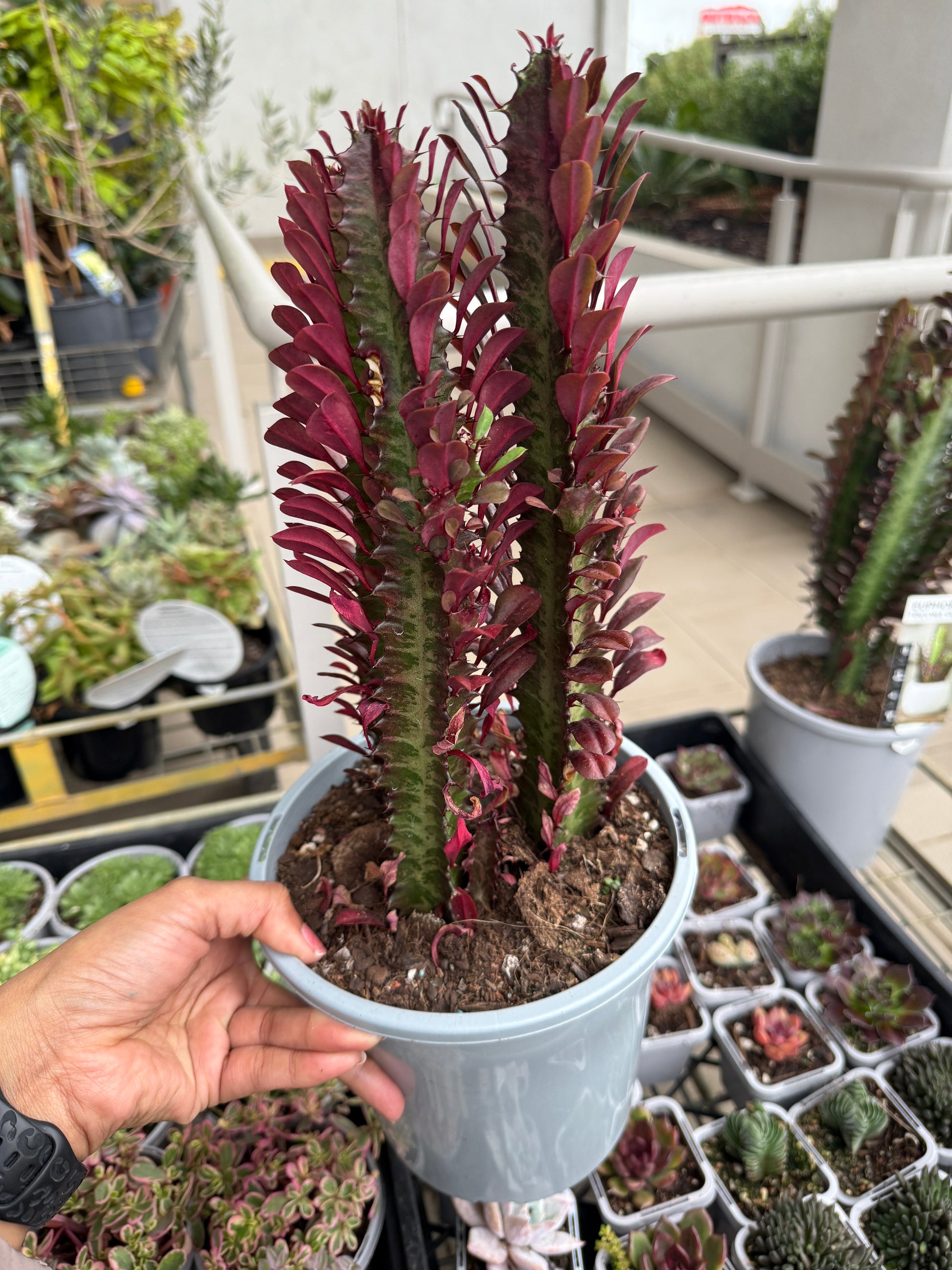 euphorbia succulent care African Milk Tree 'Red' (Euphorbia trigona Rubra)
