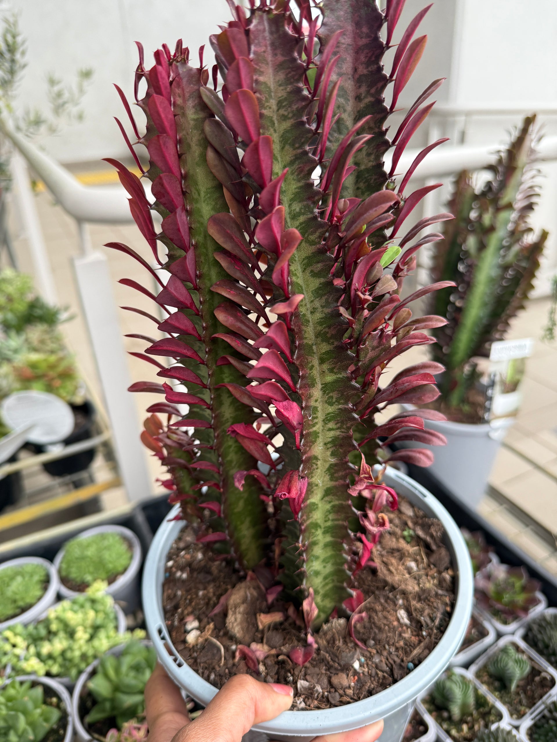African Milk Tree 'Red' (Euphorbia trigona Rubra)