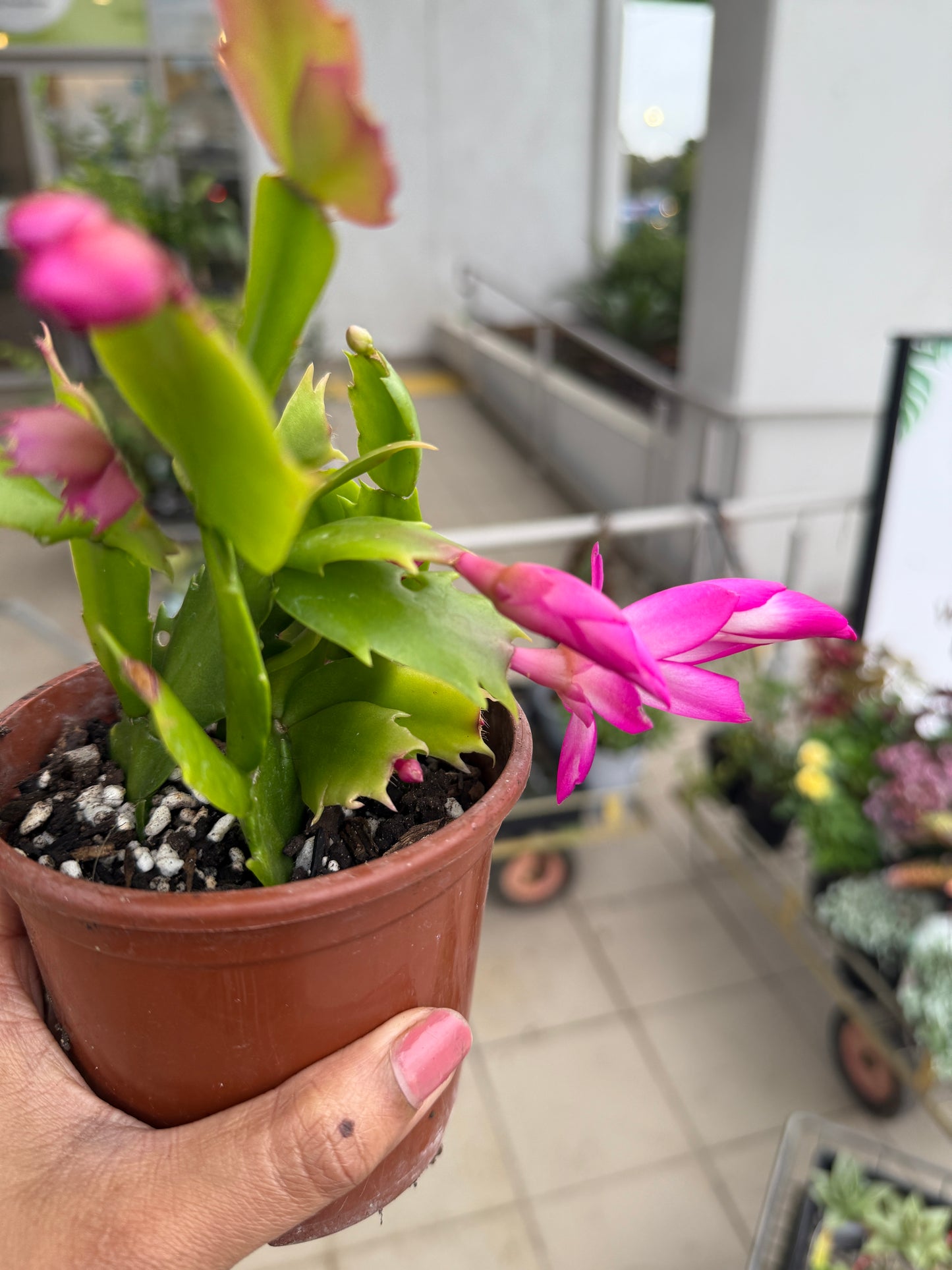Zygocactus 'Dark Pink' Flower