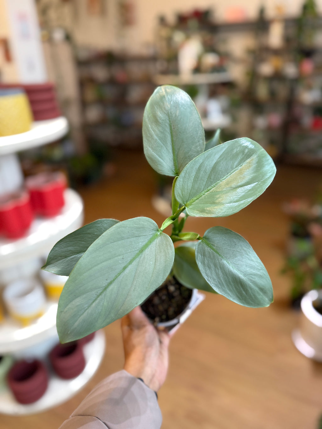 Philodendron hastatum 'Silver Sword' ⚔️🌿