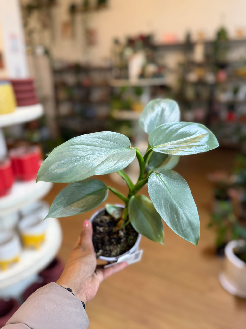 Philodendron hastatum 'Silver Sword' ⚔️🌿