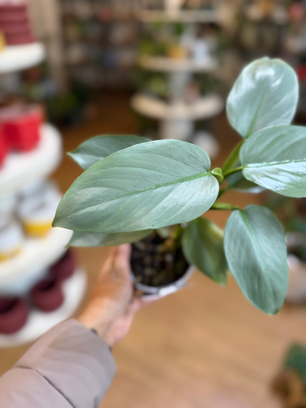 Philodendron hastatum 'Silver Sword' ⚔️🌿