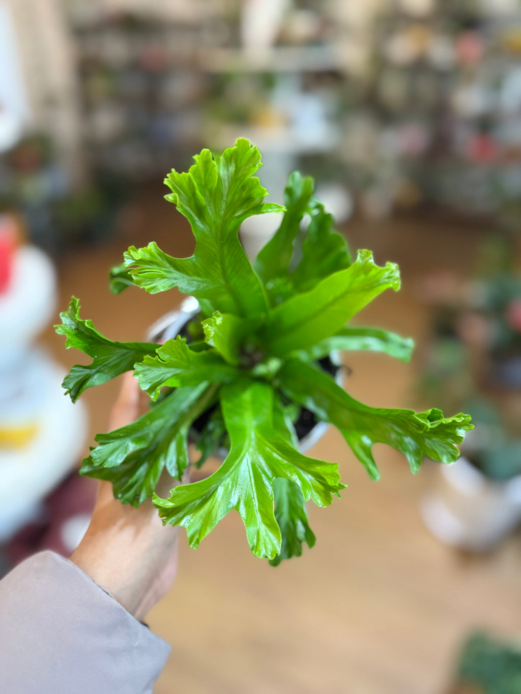 Asplenium nidus 'Bird’s Nest Fern' 🪺🌿