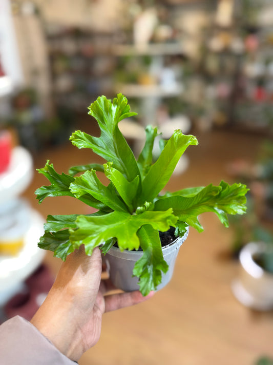 Asplenium nidus 'Bird’s Nest Fern' 🪺🌿