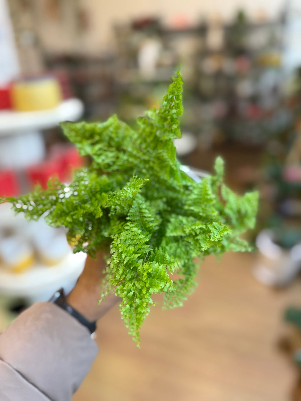 Cotton Candy Fern (Nephrolepis exaltata 'Suzi Wong') ☁️🌿