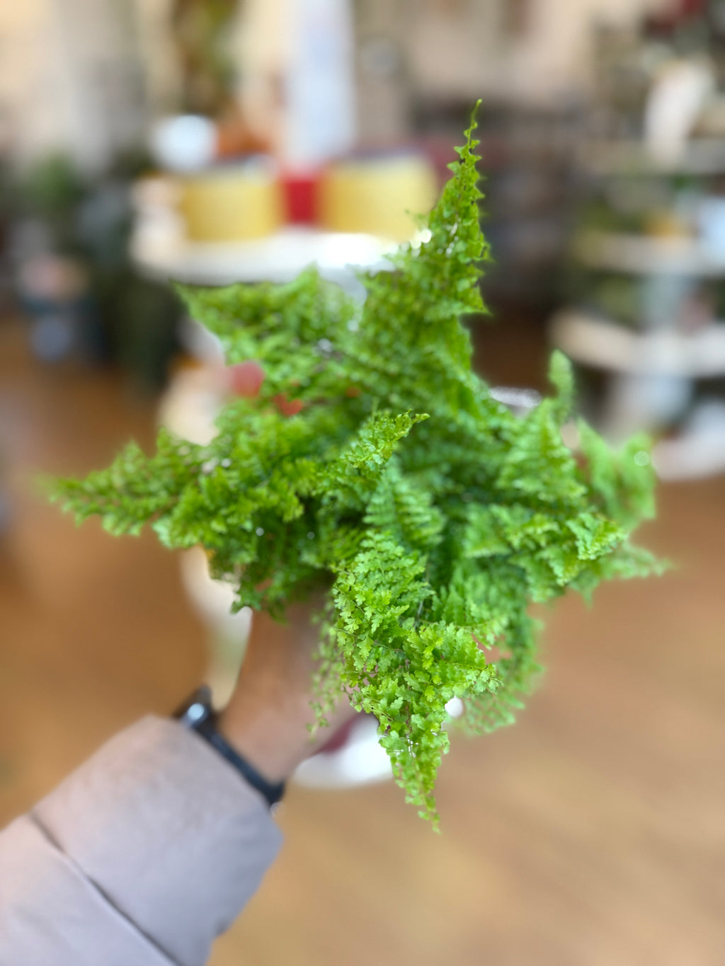 Cotton Candy Fern (Nephrolepis exaltata 'Suzi Wong') ☁️🌿