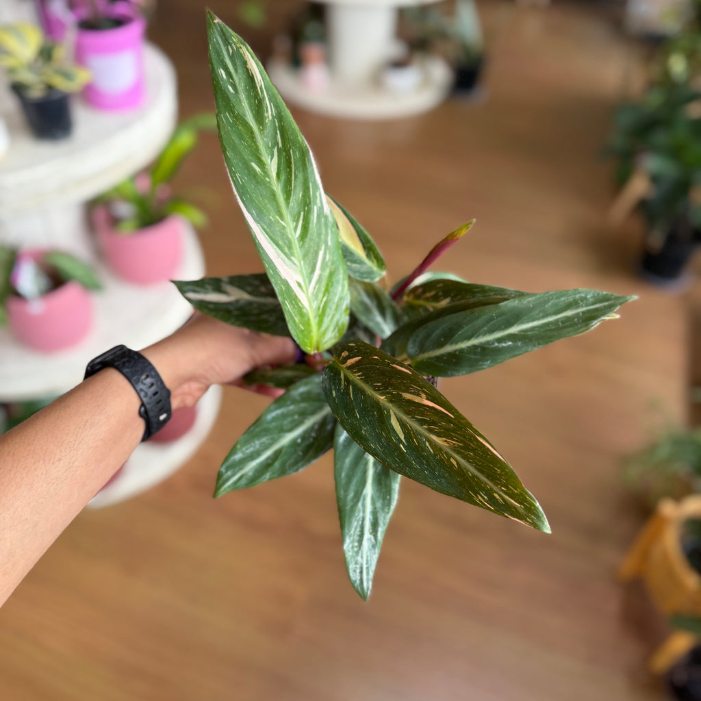 Stromanthe Magic Star with elongated green leaves variegated with cream and pink speckles, burgundy undersides, in a nursery pot.