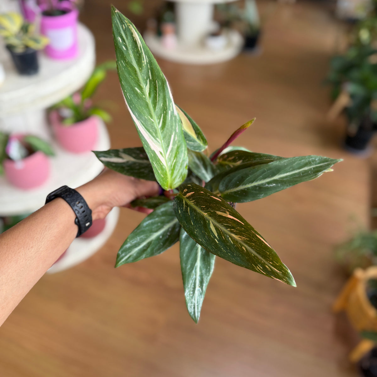 Stromanthe Magic Star with elongated green leaves variegated with cream and pink speckles, burgundy undersides, in a nursery pot.