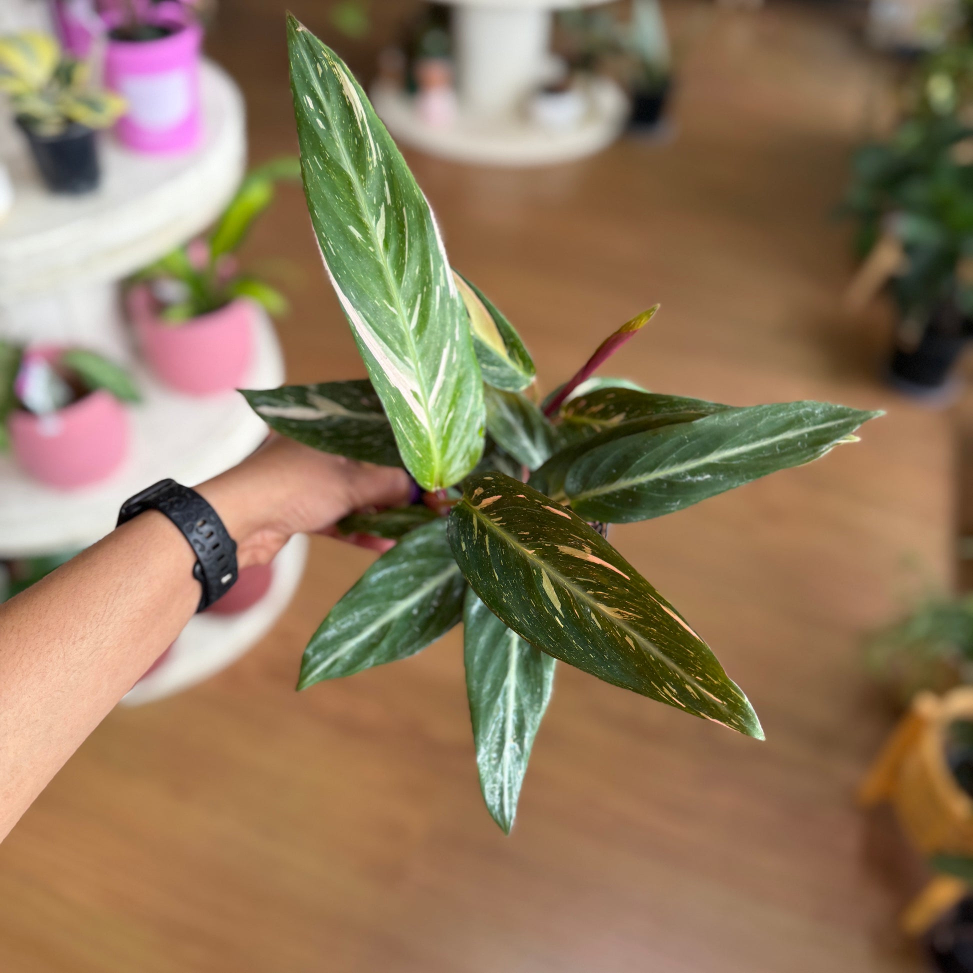 Stromanthe Magic Star with elongated green leaves variegated with cream and pink speckles, burgundy undersides, in a nursery pot.