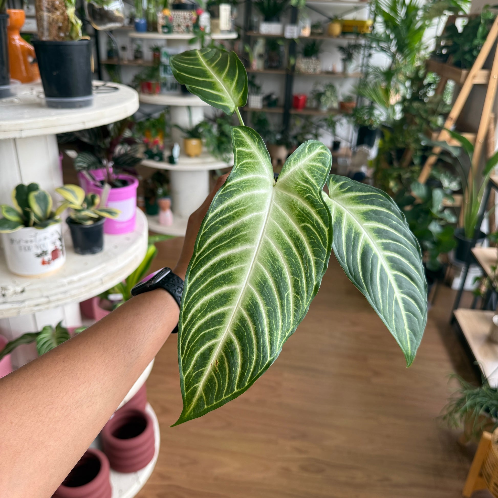 Caladium Xanthosoma lindenii magnificum with large green leaves and bold white veins, rare indoor tropical plant in pot.