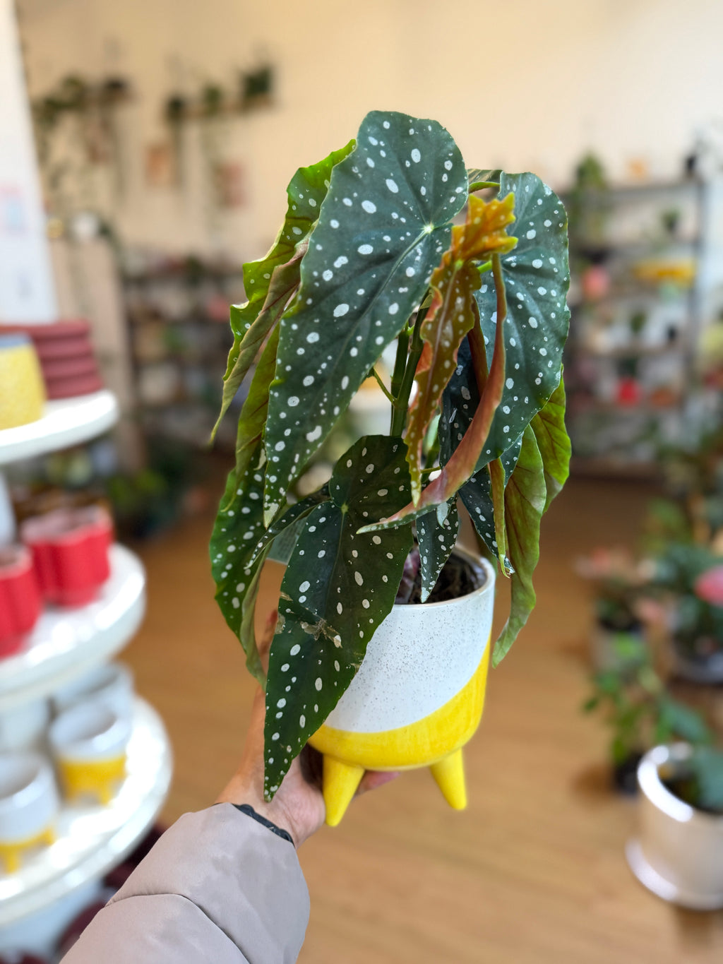 Begonia Maculata Wightii 🌿✨(Angel Wings)