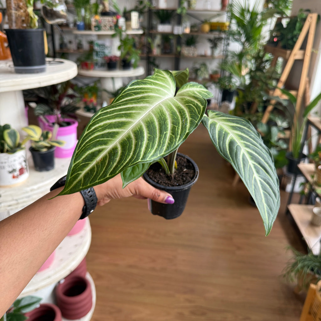 Caladium (Xanthosoma) Lindenii Magnificum