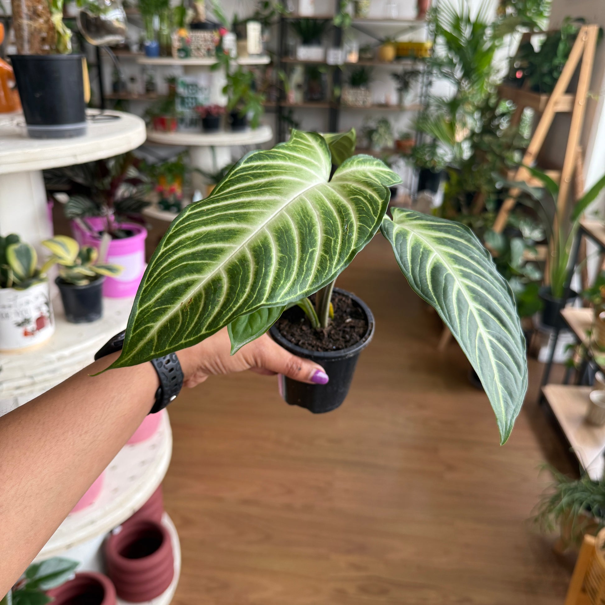 Caladium (Xanthosoma) Lindenii Magnificum