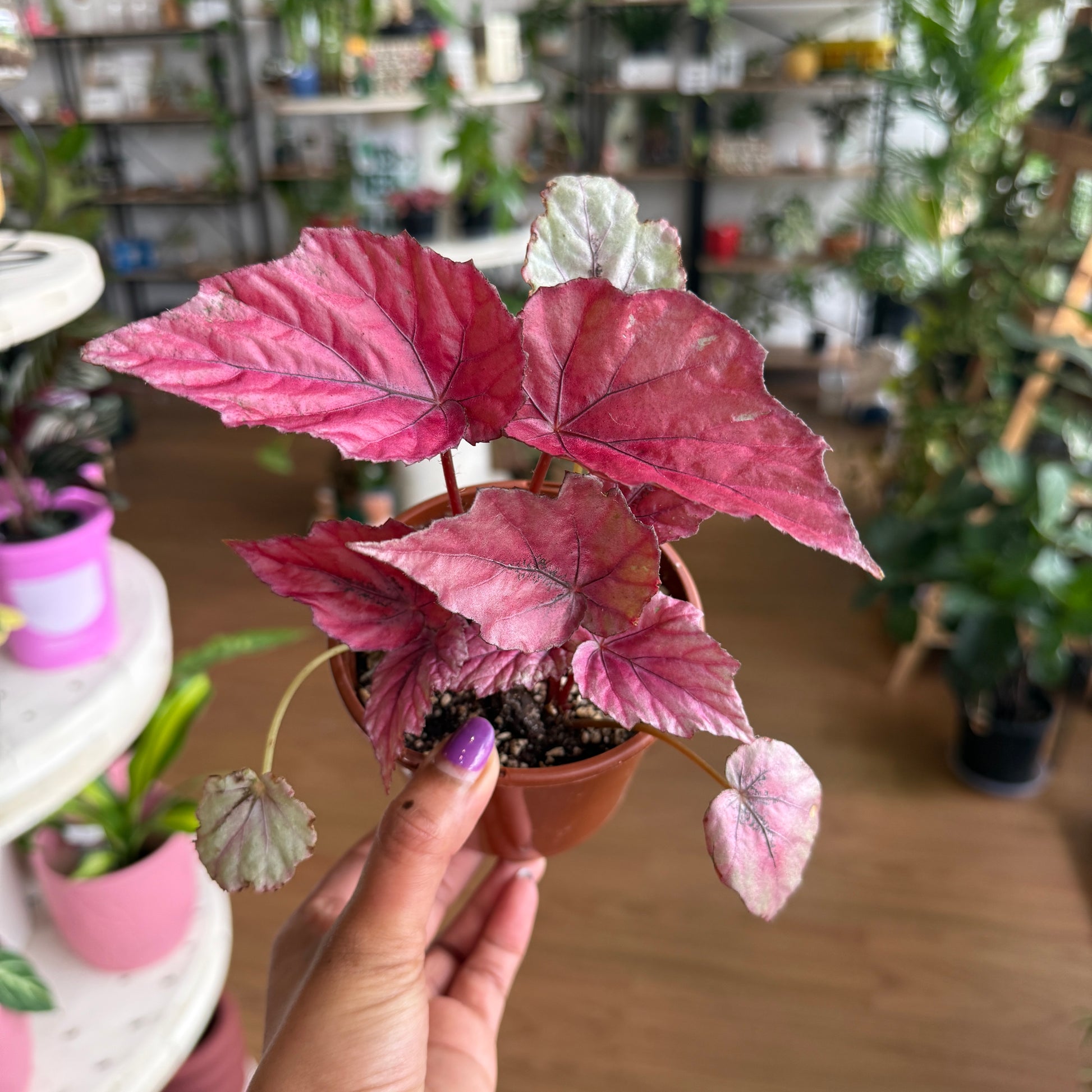Begonia Rex plant with colourful patterned leaves in shades of green, silver, burgundy, and purple in a nursery pot.