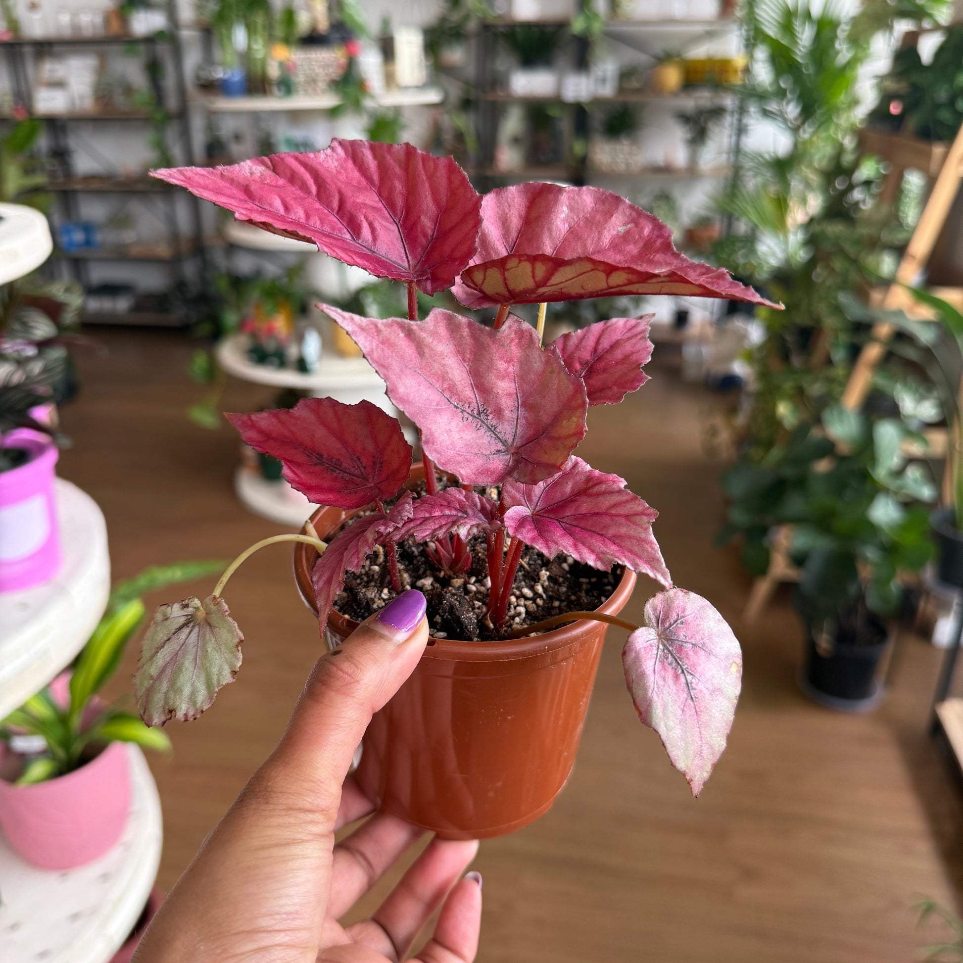 Begonia Rex