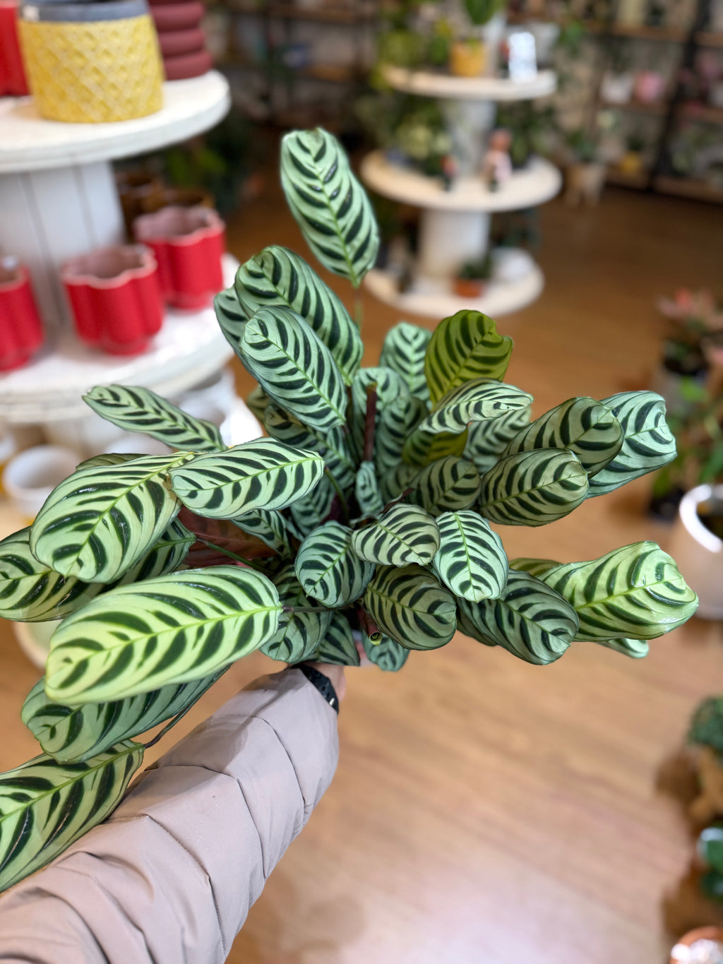 Ctenanthe 'Burle Marxii' 🌿🌀