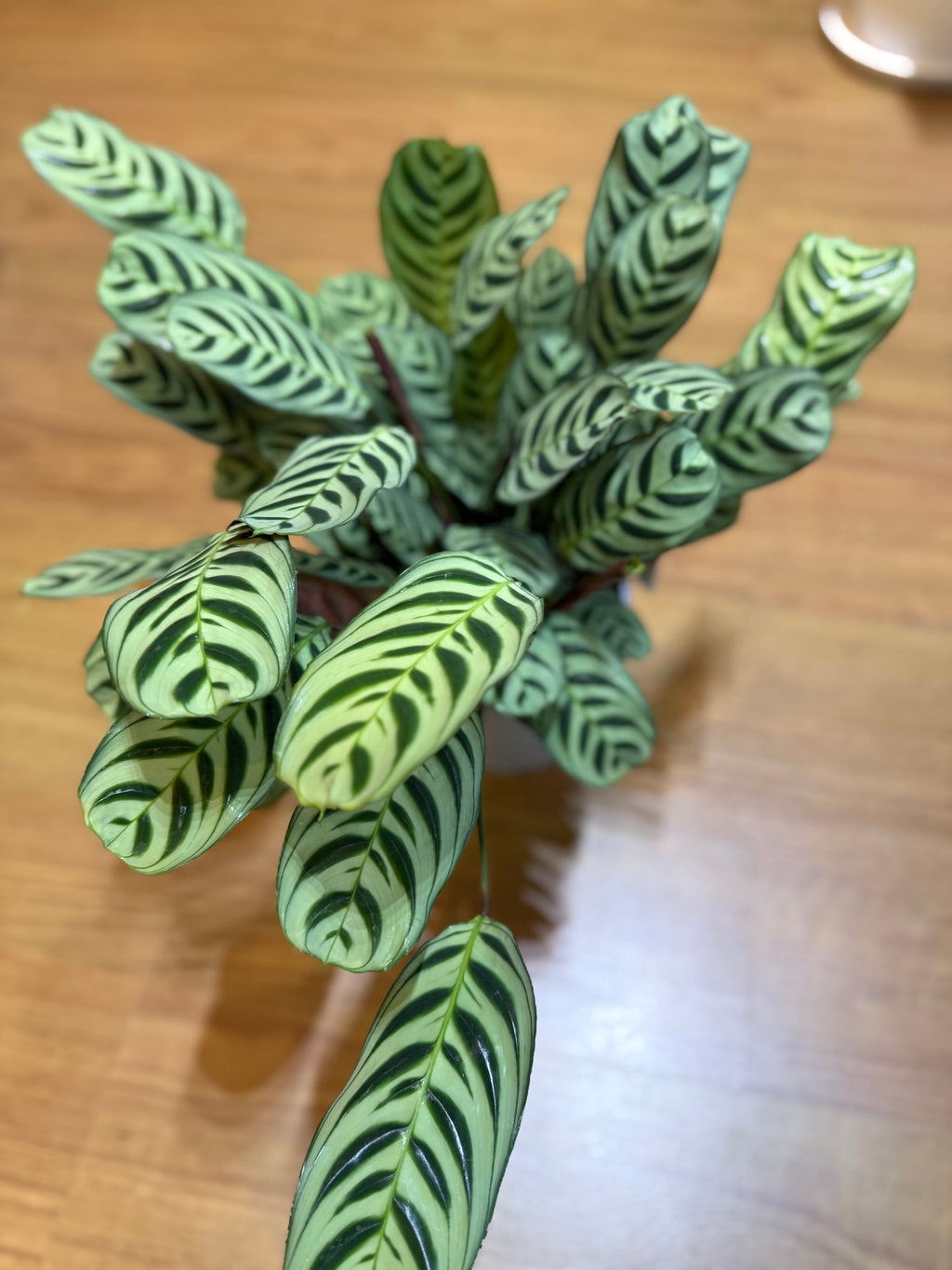 Ctenanthe 'Burle Marxii' 🌿🌀