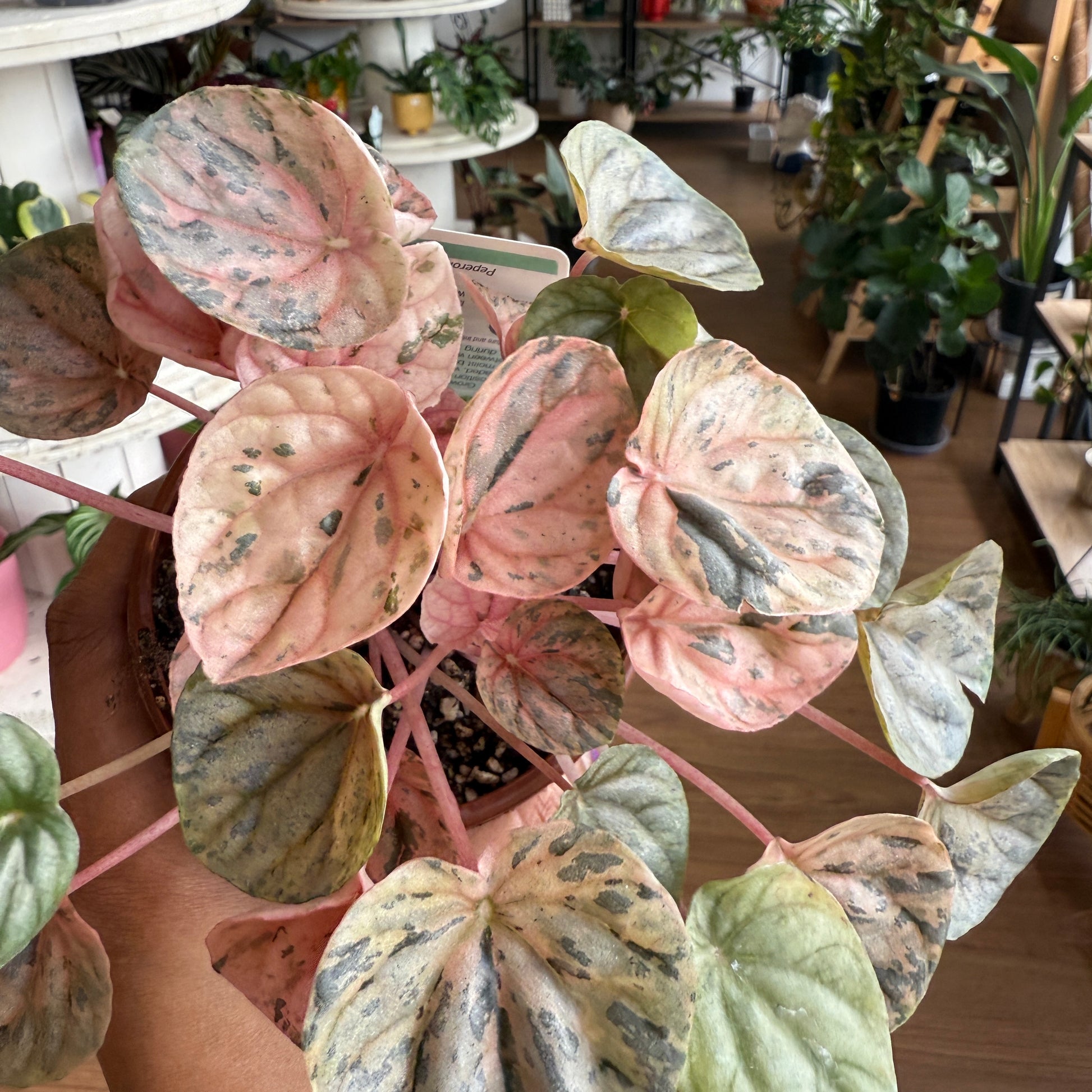 Peperomia Pink Ripples (small)