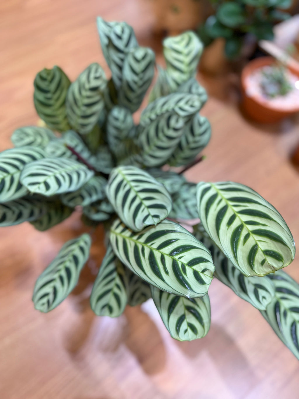 Ctenanthe 'Burle Marxii' 🌿🌀