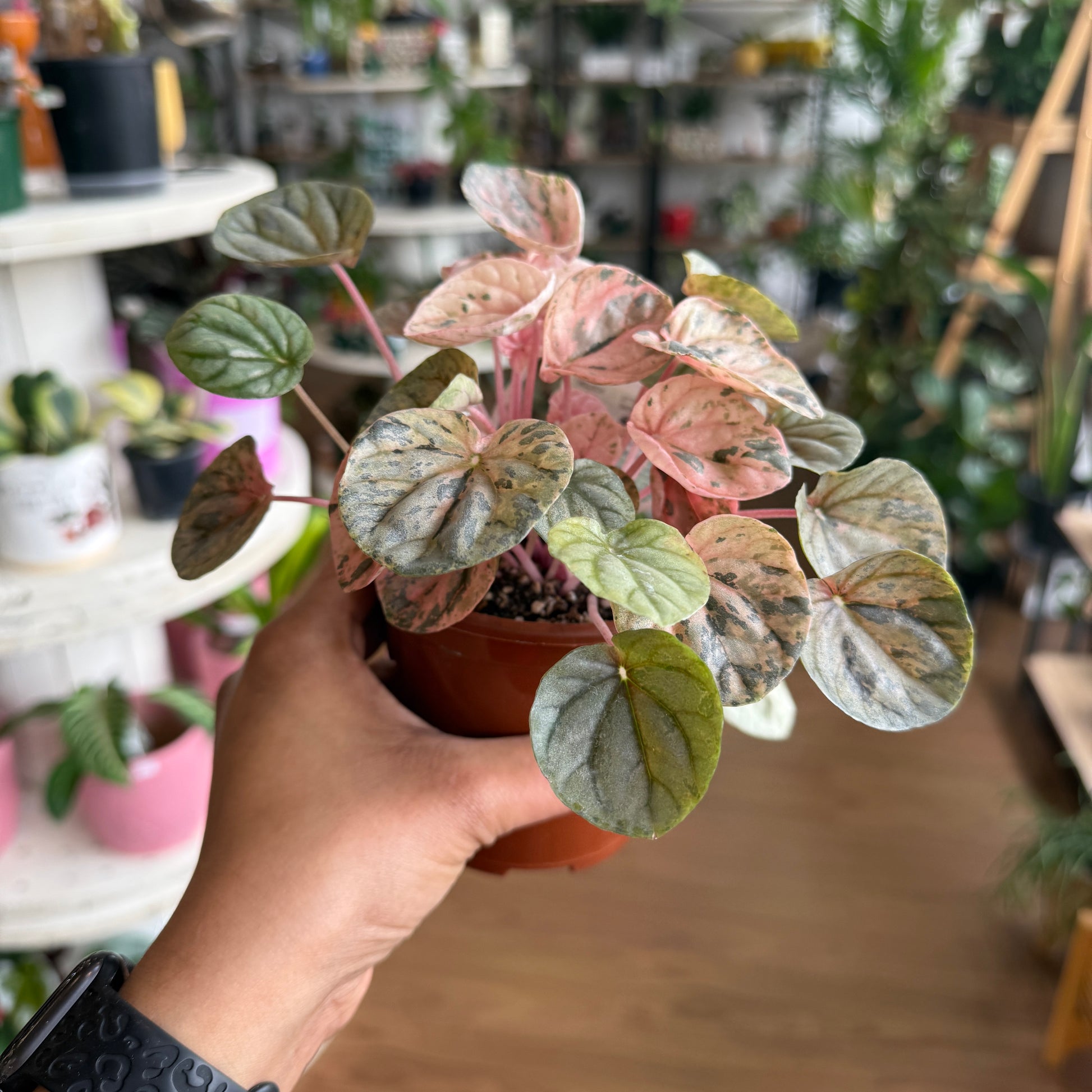 Peperomia Pink Lady (Pink Ripple) with heart-shaped variegated leaves in pink, green, and cream tones in a nursery pot.