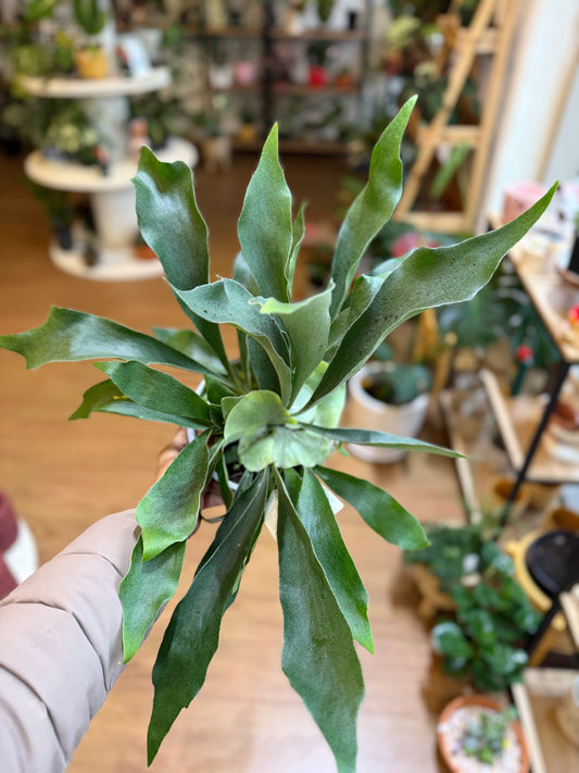 Elkhorn Fern (Platycerium bifurcatum) 🦌🌿