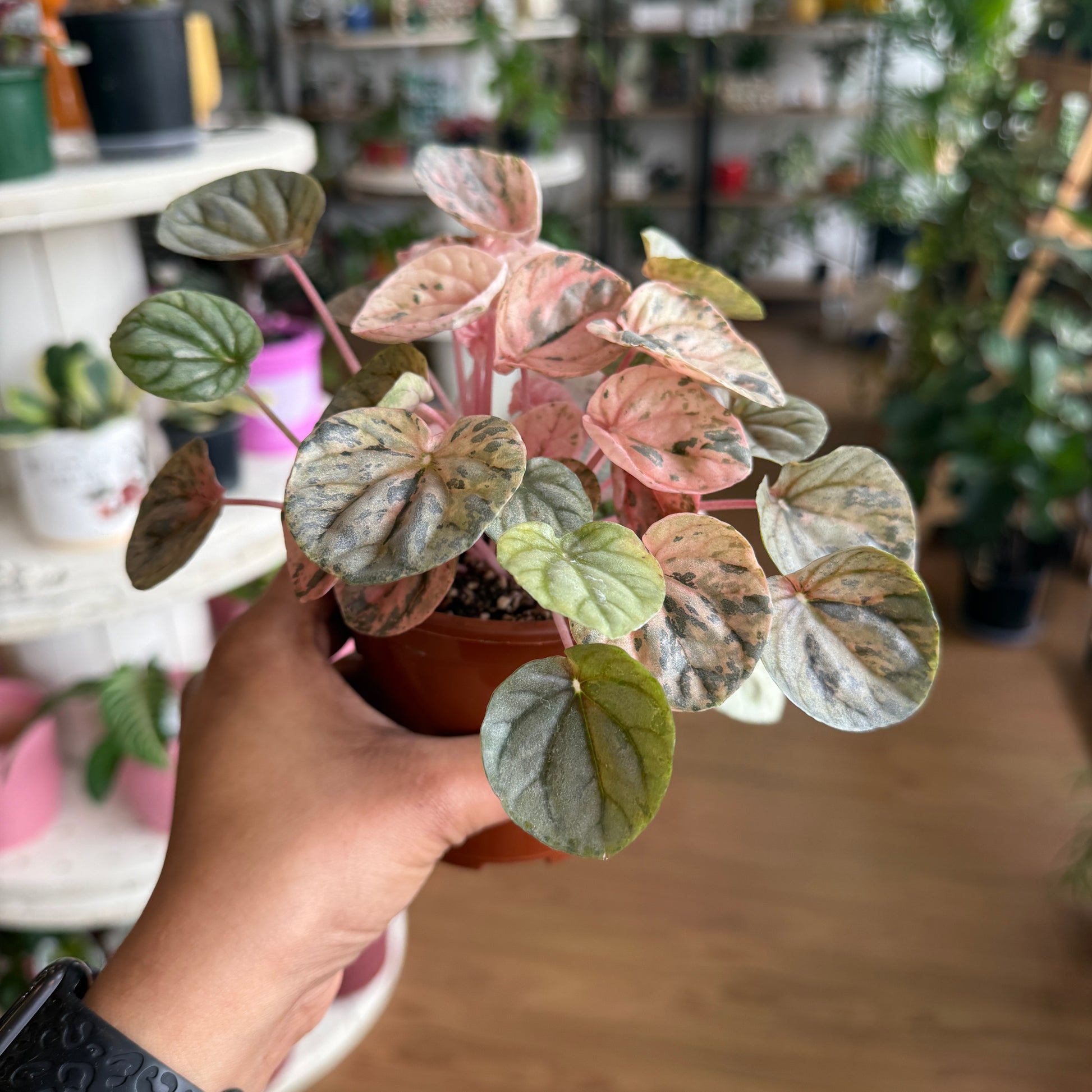Peperomia Pink Ripples (small)