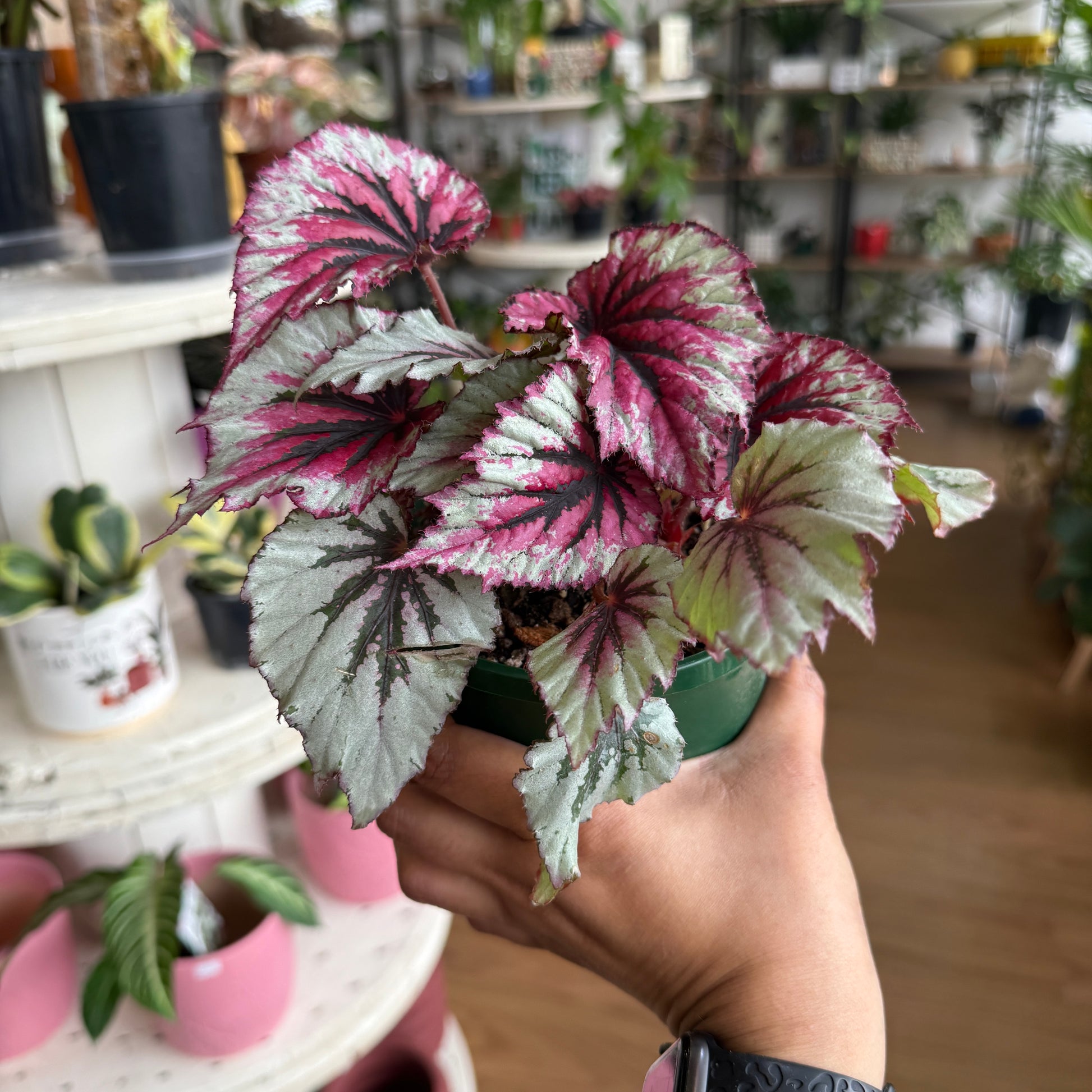 Begonia Rex plant with colourful patterned leaves in shades of green, silver, burgundy, and purple in a nursery pot.