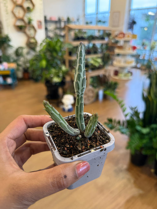 candle plant succulent flower Candle Stick Plant Care Guide