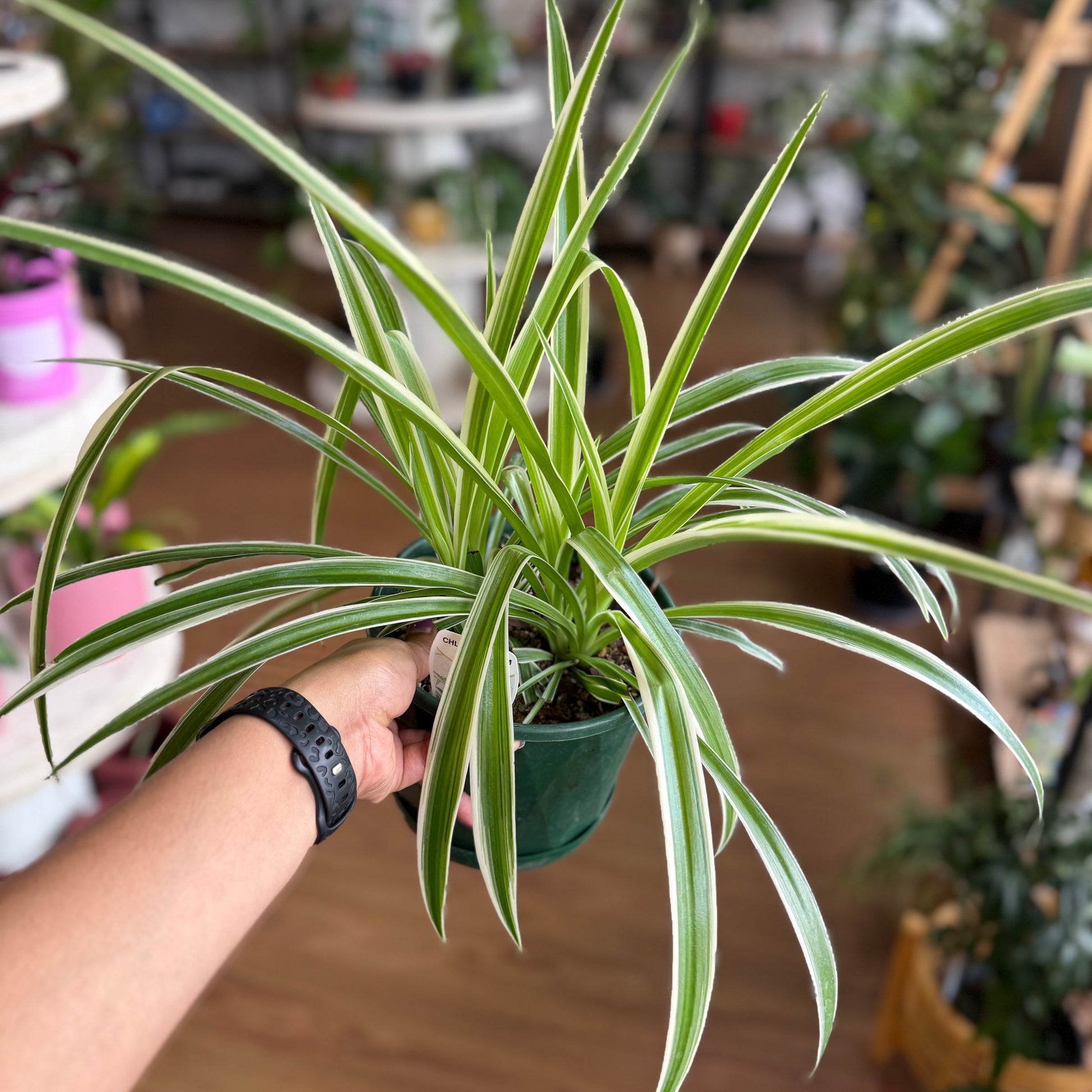 Chlorophytum Spider Plant with arching green leaves and white stripes in a pot, ideal for indoor décor and air purification.