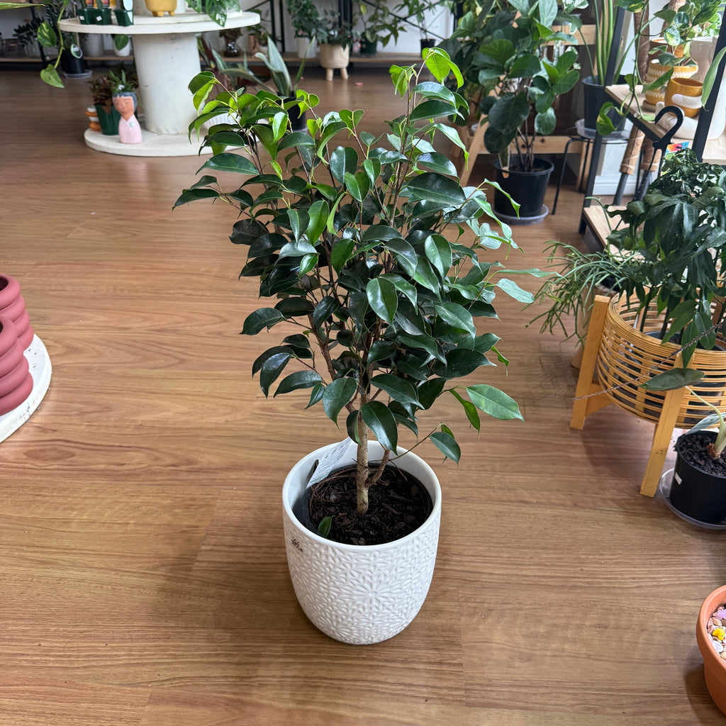 Ficus Midnight Beauty indoor plant with glossy dark green leaves in a nursery pot, perfect for home décor.