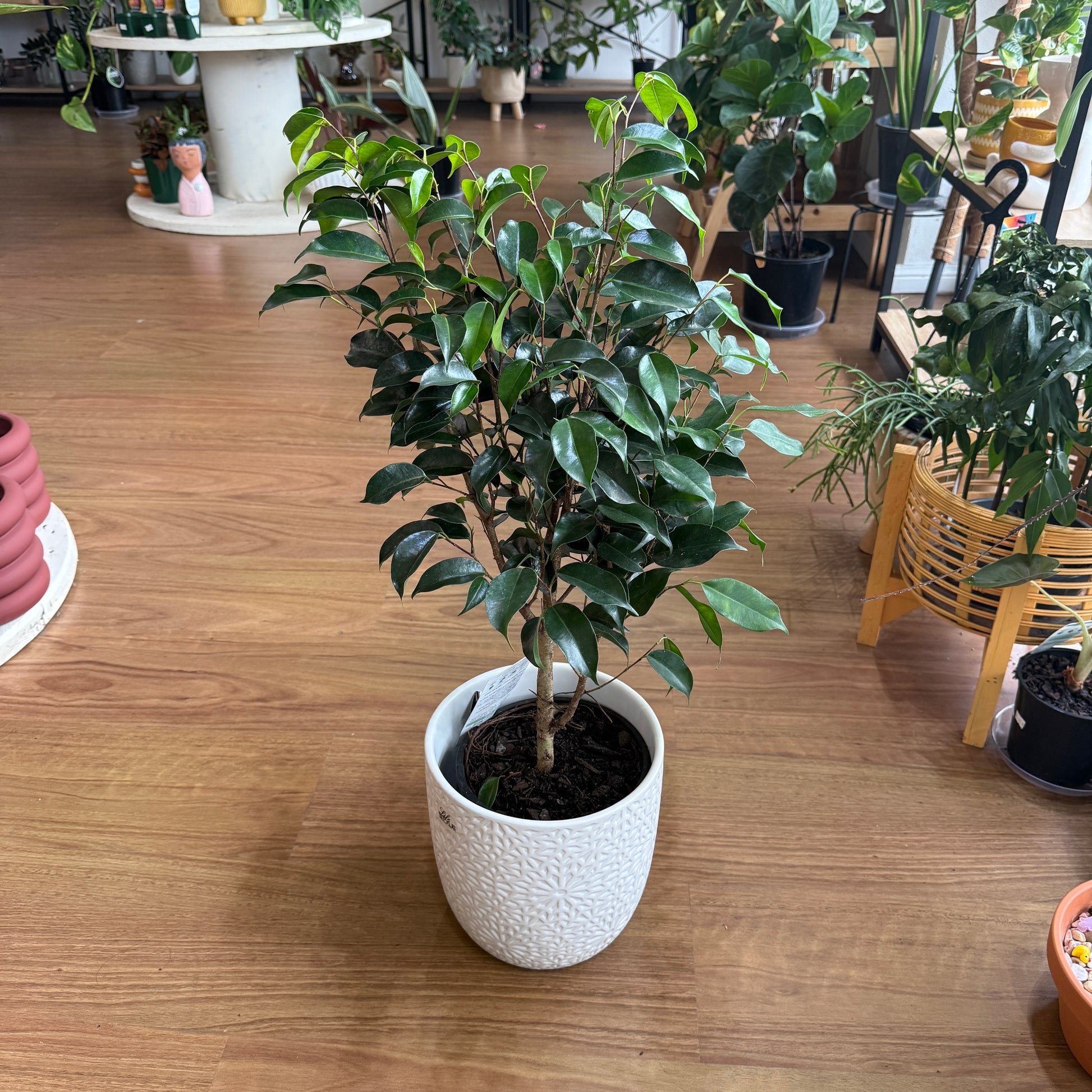 Ficus Midnight Beauty indoor plant with glossy dark green leaves in a nursery pot, perfect for home décor.