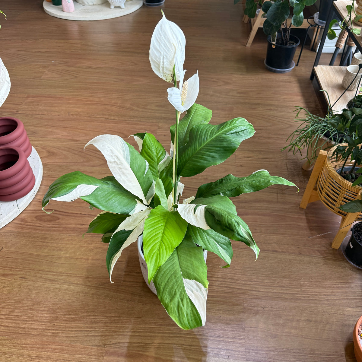 Spathiphyllum ‘Picasso’ (Variegated Peace Lily)