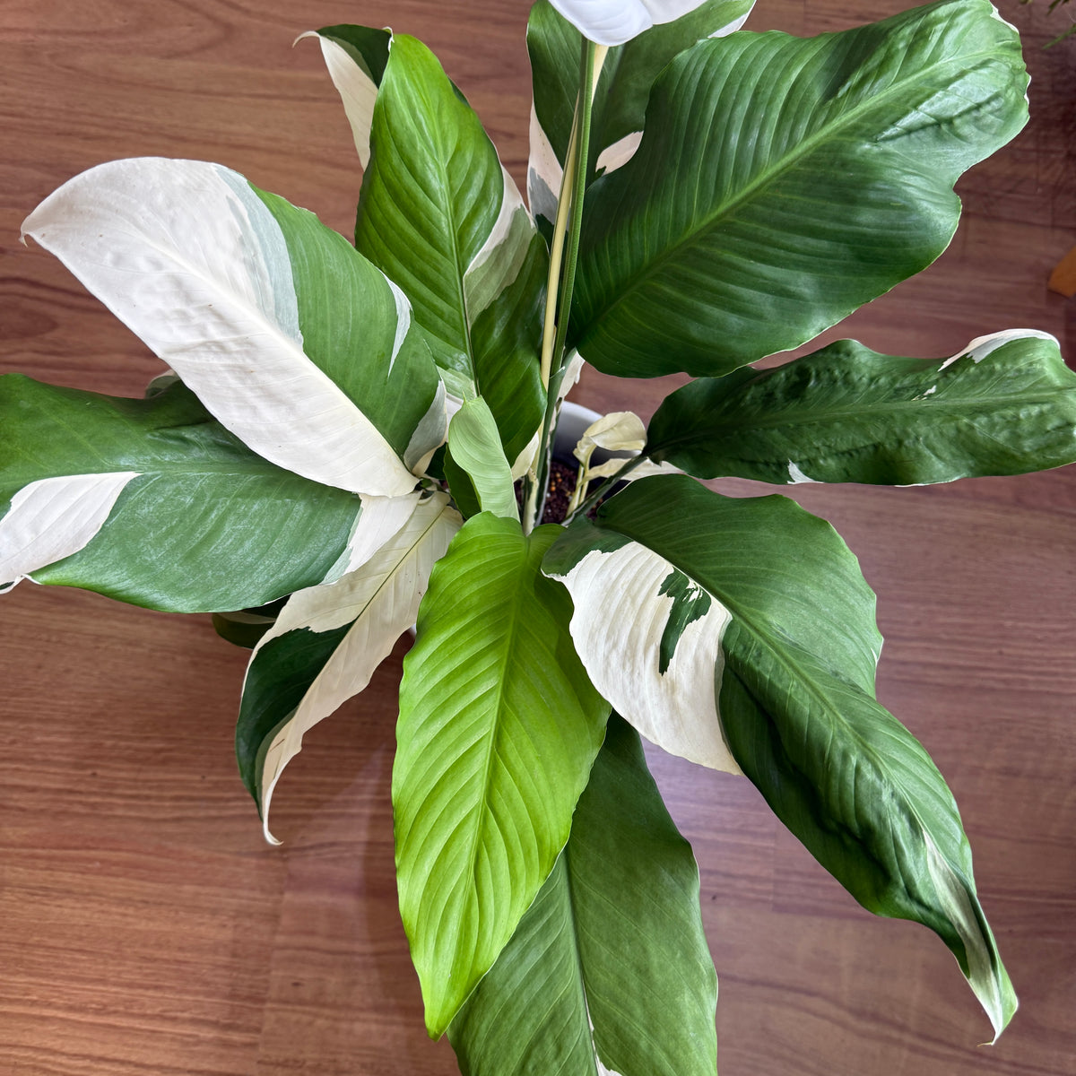 Spathiphyllum ‘Picasso’ (Variegated Peace Lily)