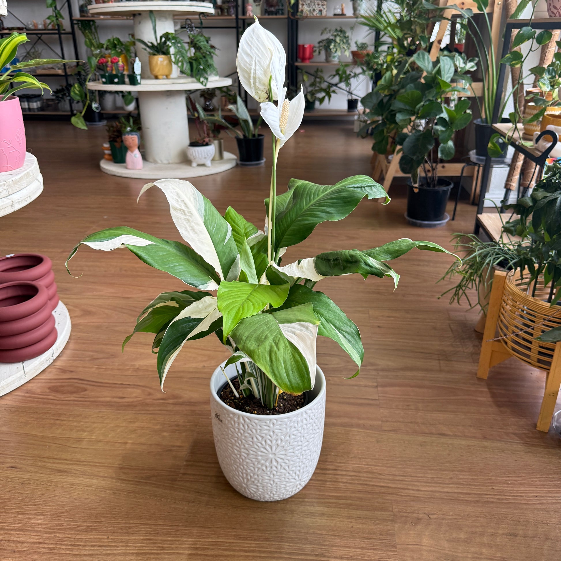 Spathiphyllum ‘Picasso’ (Variegated Peace Lily)