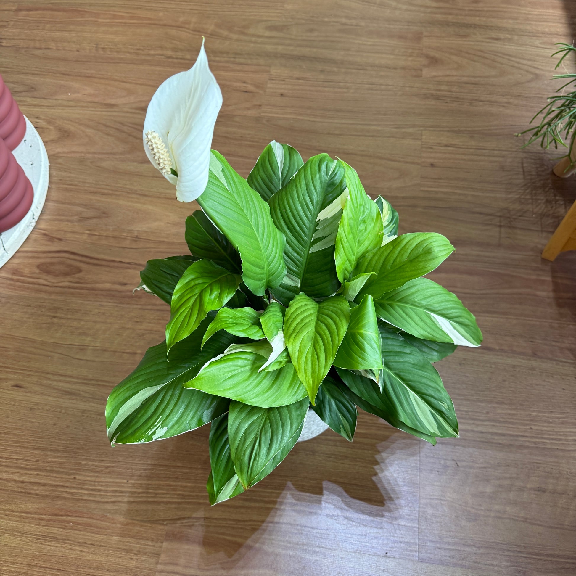 Spathiphyllum ‘Picasso’ (Variegated Peace Lily)