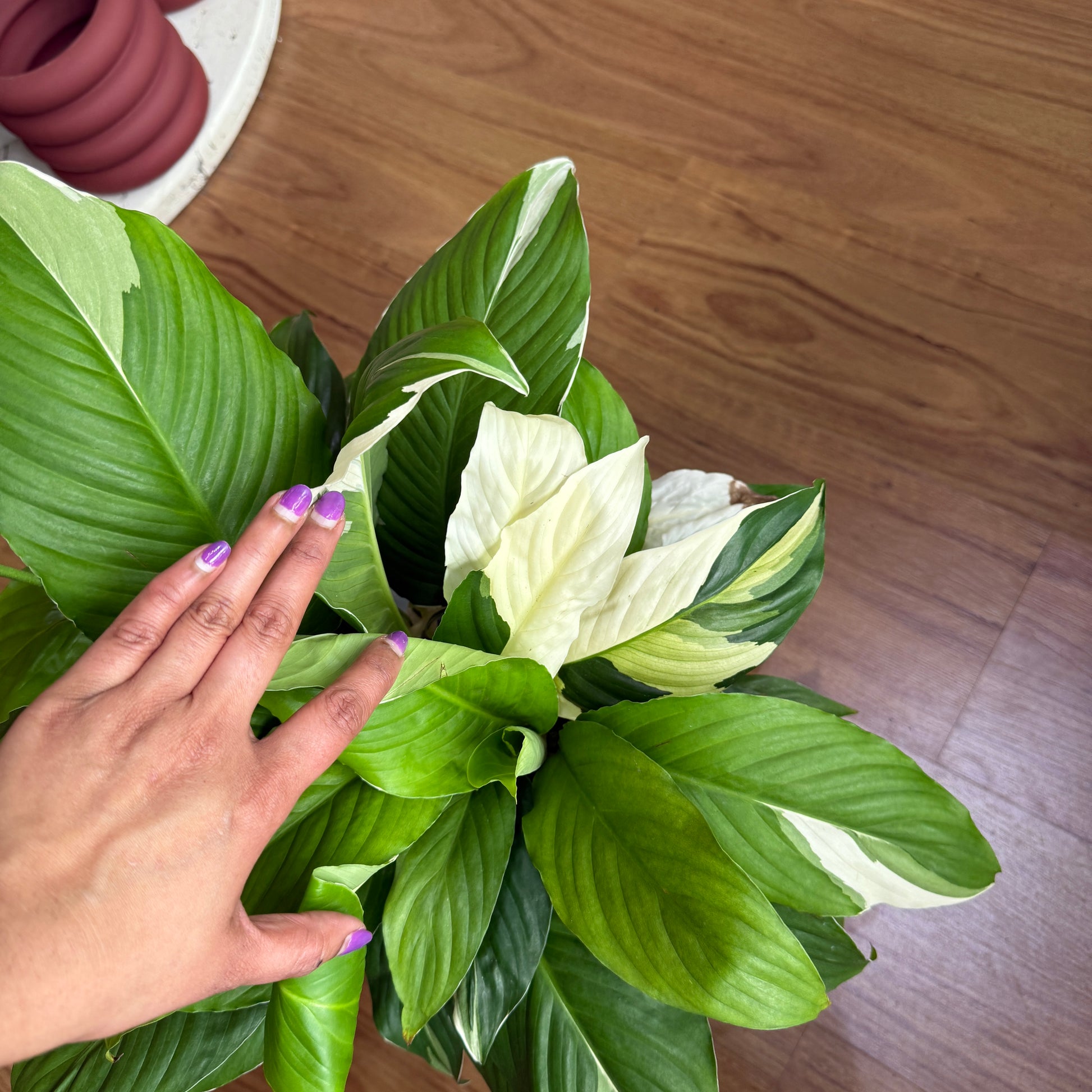 Spathiphyllum ‘Picasso’ (Variegated Peace Lily)