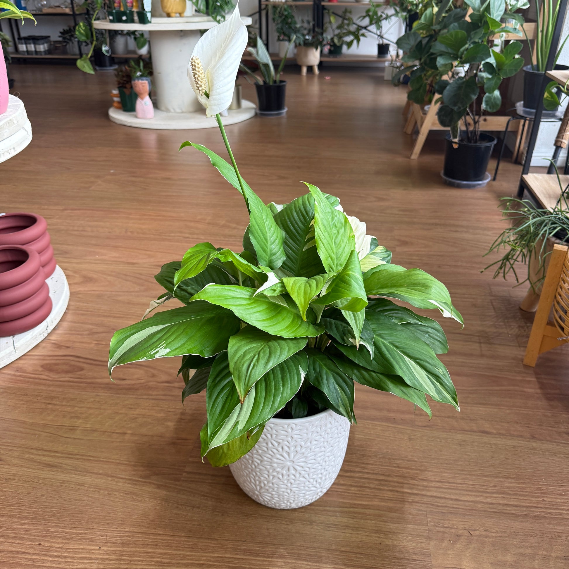 Spathiphyllum ‘Picasso’ (Variegated Peace Lily)