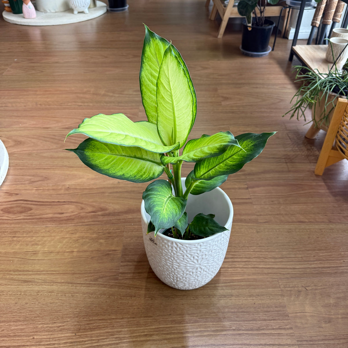 Dieffenbachia indoor plant with large green and cream variegated leaves in a decorative pot for home or office décor.