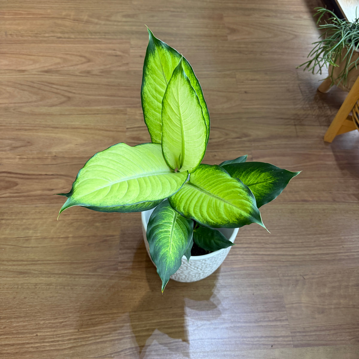 Dieffenbachia 'Dumb Cane'