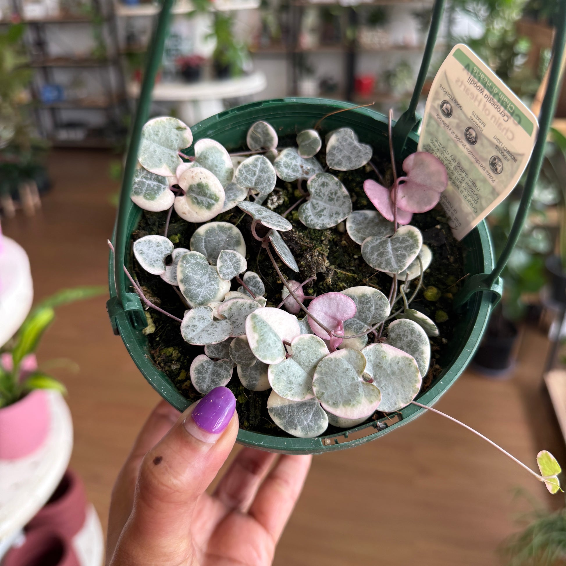 Ceropegia woodii variegated String of Hearts with trailing heart-shaped leaves in green, pink, and cream tones in a hanging pot.