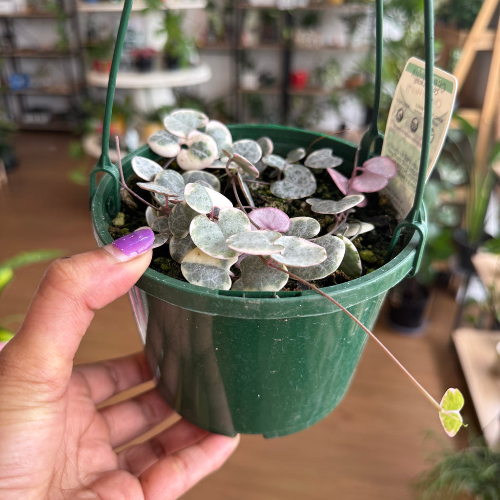 Ceropegia Woodi (Variegated String of Hearts)