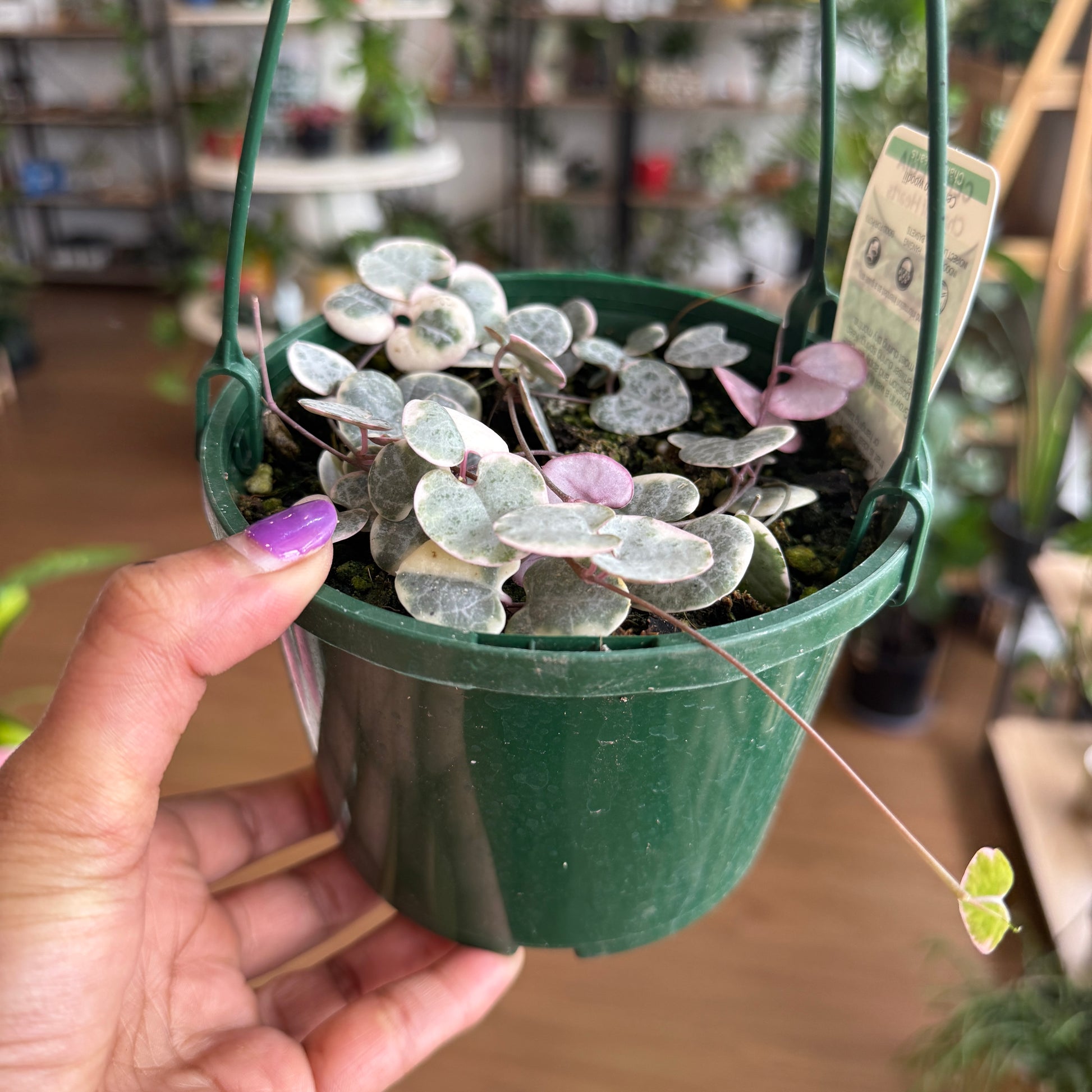 Ceropegia Woodi (Variegated String of Hearts)