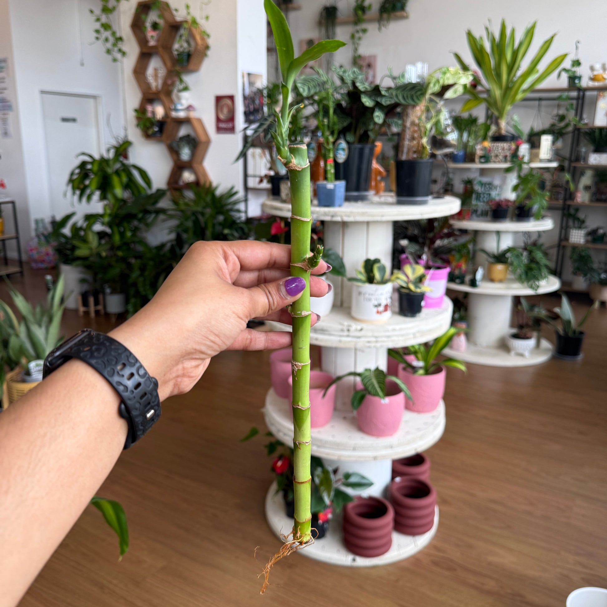 Single-stem Lucky Bamboo plant in a decorative glass container, ideal for home or office décor.