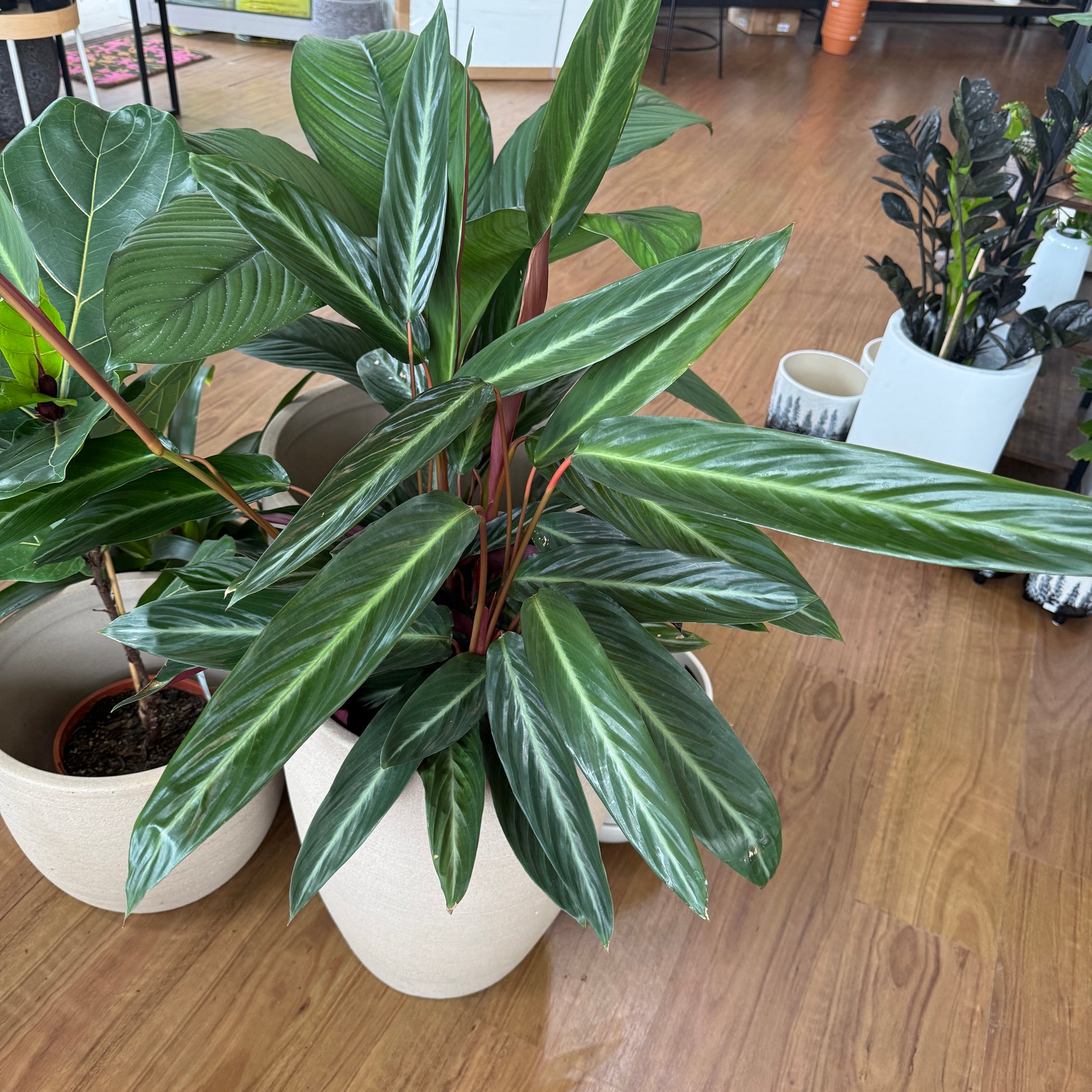 Stromanthe Sanguinea indoor plant with green, cream, and pink variegated leaves in a decorative pot, ideal for tropical home décor.