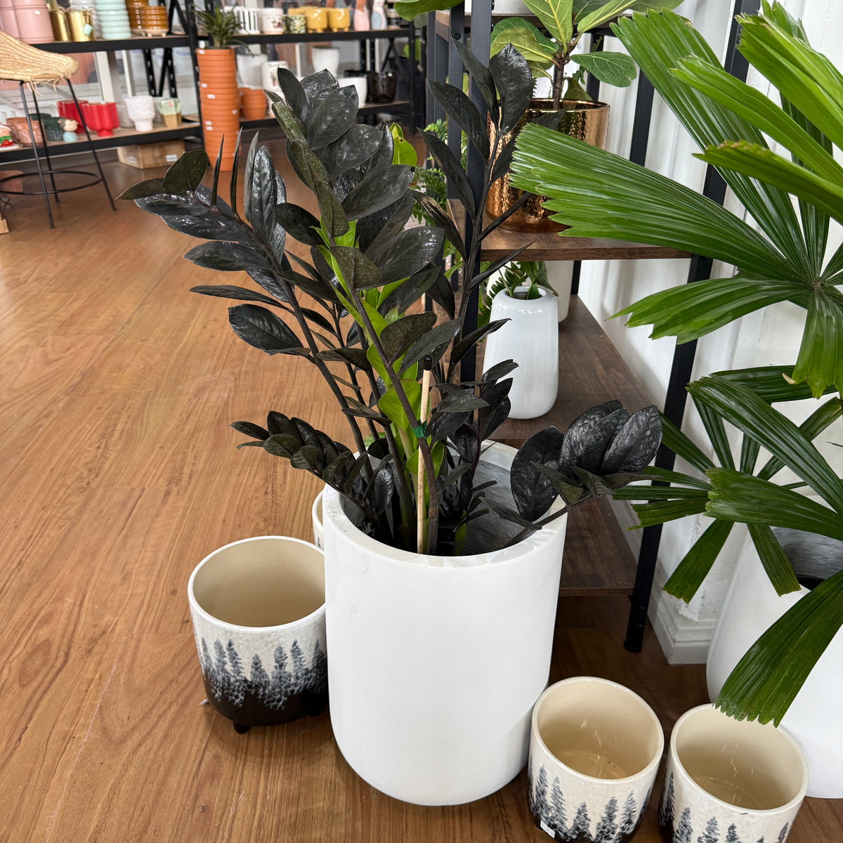 ZZ Raven Black plant with glossy dark leaves in a decorative indoor pot, perfect for home or office décor.