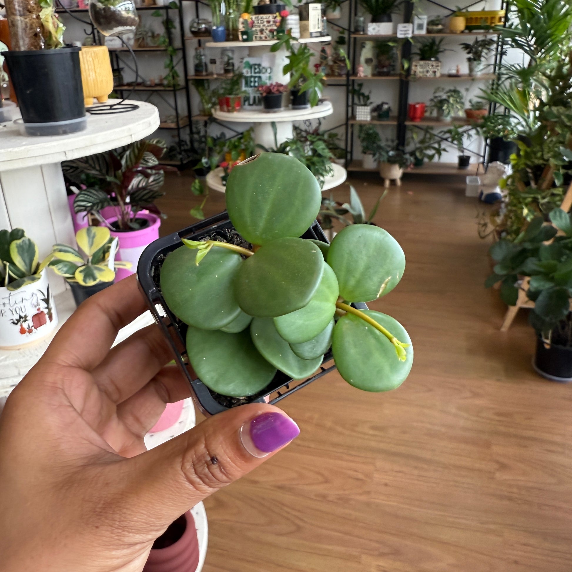 Peperomia Hope trailing indoor plant with heart-shaped green leaves in a pot, ideal for hanging baskets or shelves.