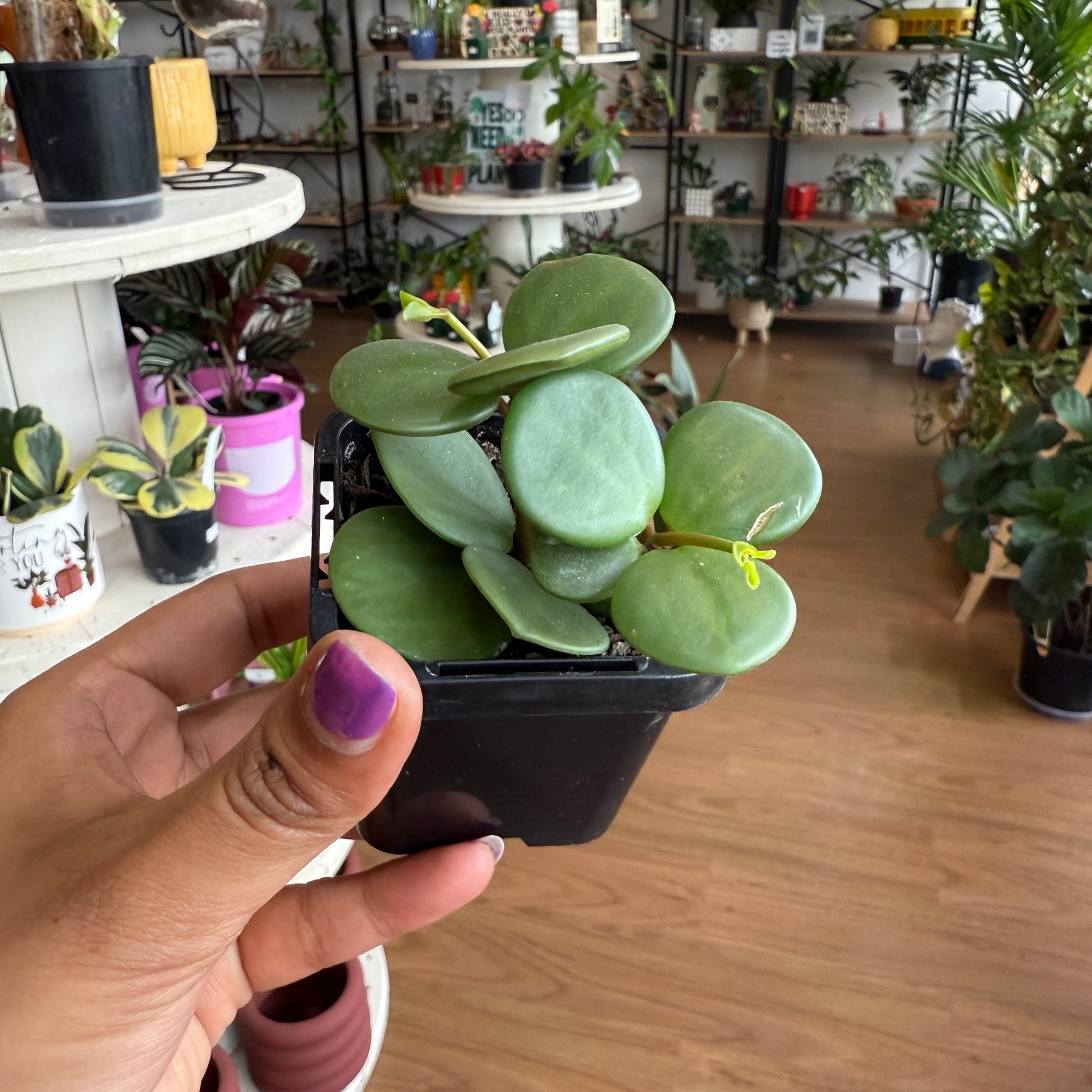 Peperomia Hope