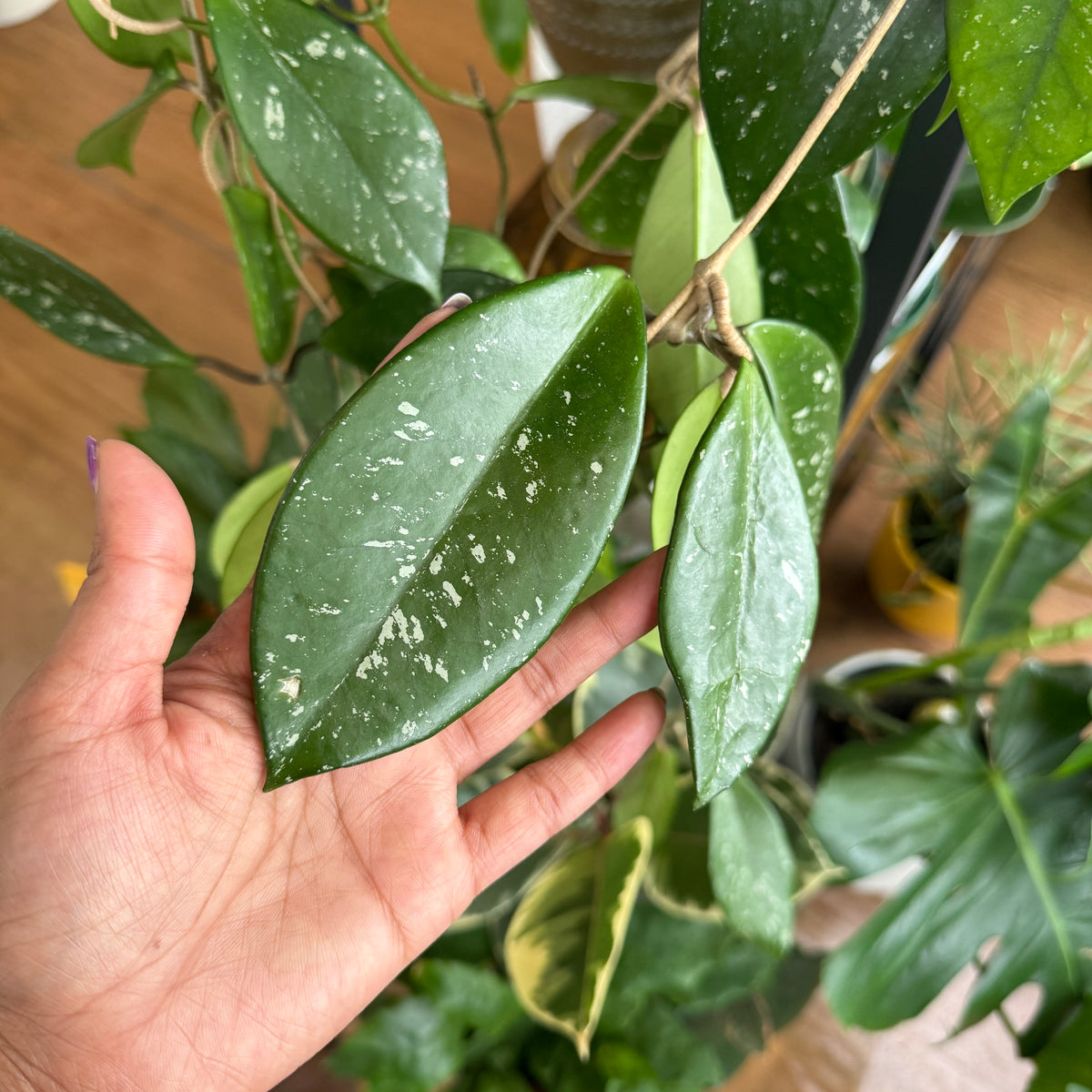 Hoya 'Wax Plant' Hanging Basket